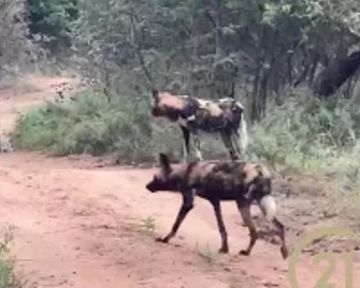 Wild Dog Sighting at Raptors View Wildlife Estate!