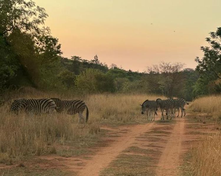 Why Eco Estates Are Becoming the Future of South African Property