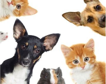 Pets in a Sectional Title Scheme: What the Law Actually Says