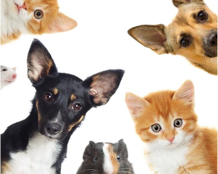 Pets in a Sectional Title Scheme: What the Law Actually Says