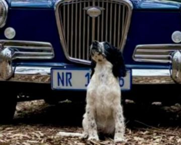 Heading to the Midlands Motor Show? Help Us Support the SPCA This Winter