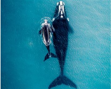 Welcoming the Whales