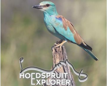 Regional Directory & Real Estate Portfolio | July 2026 Hoedspruit Explorer