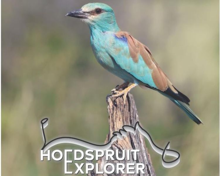 Regional Directory & Real Estate Portfolio | July 2026 Hoedspruit Explorer