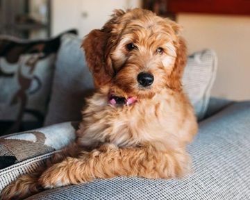 Pets in Rental Properties in South Africa: What You Need to Know