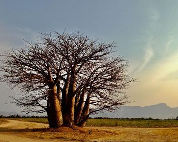 Baobab trees in and around Hoedspruit