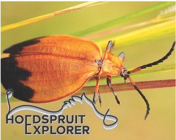 Hoedspruit Explorer - Issue 59 - October 2023